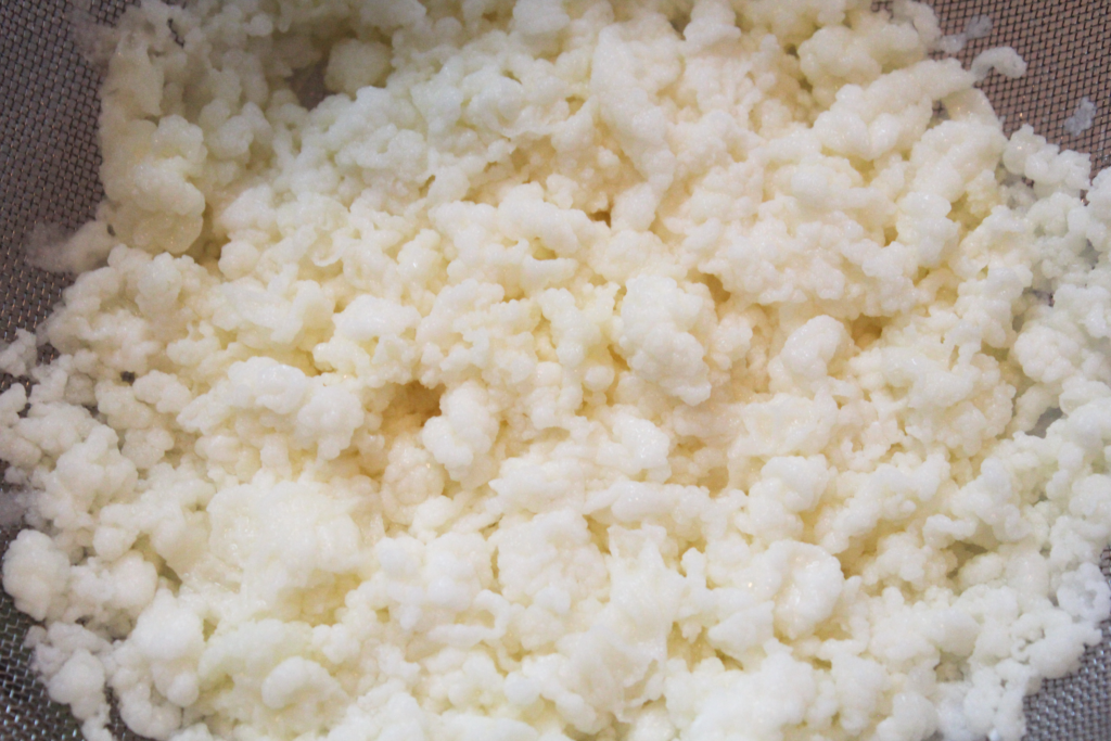 Strained kefir grains closeup