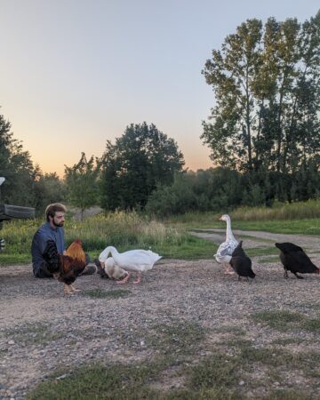 Homesteading lifestyle featured image with chickens