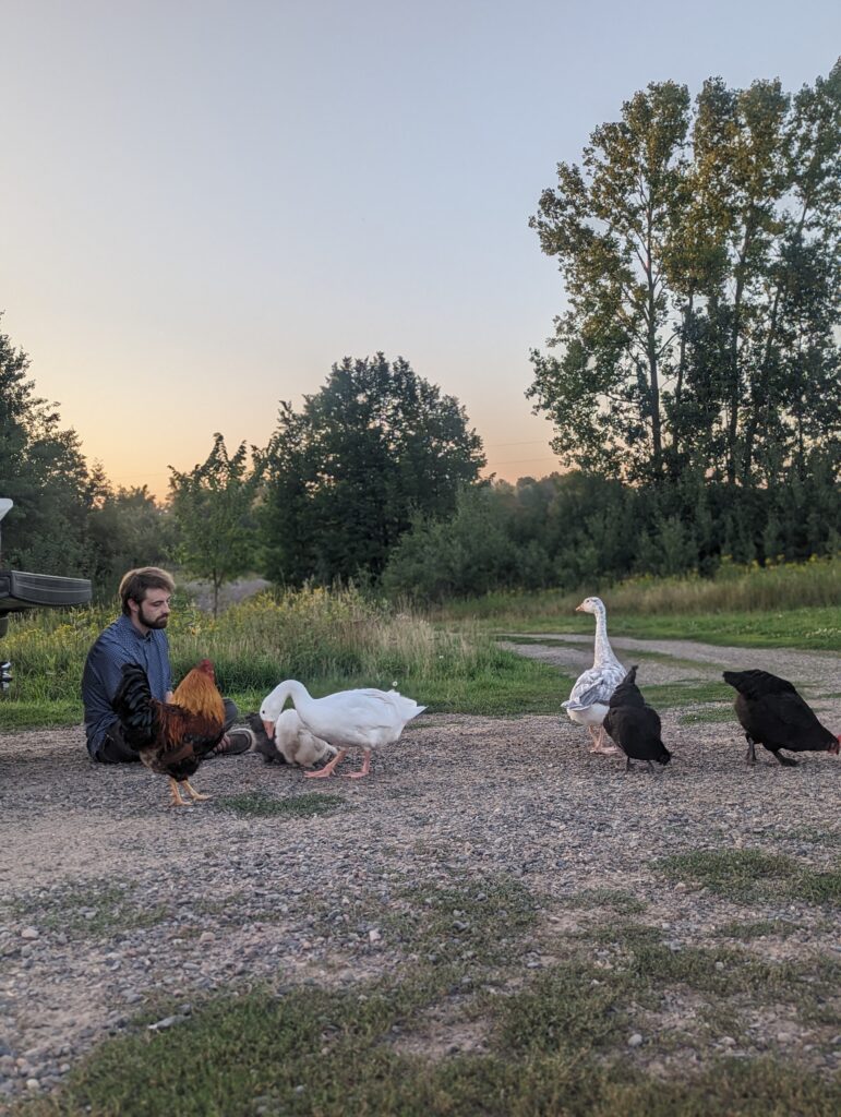 Homesteading lifestyle featured image with chickens