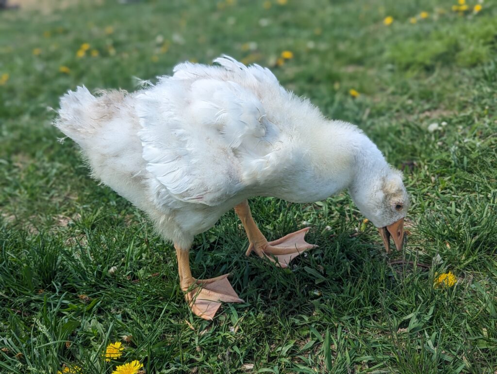 Adding New Flock Members featured image of a baby gosling