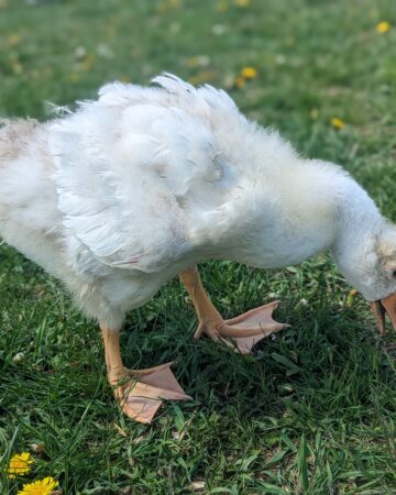 Adding New Flock Members featured image of a baby gosling