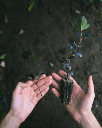 gardener holding a sapling in their hands