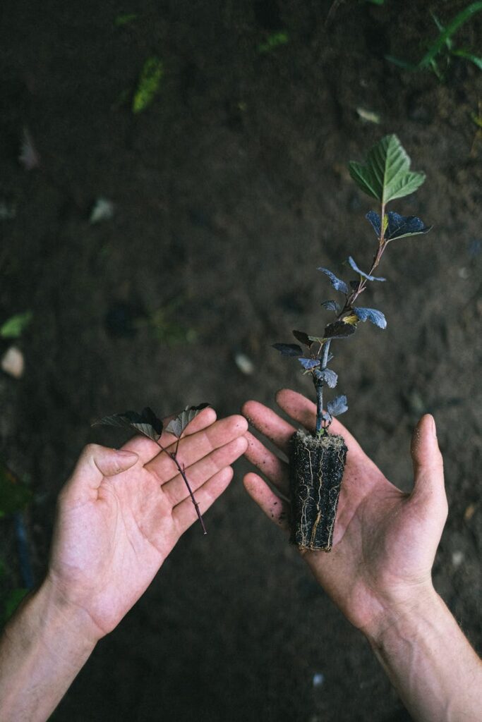 gardener holding a sapling in their hands